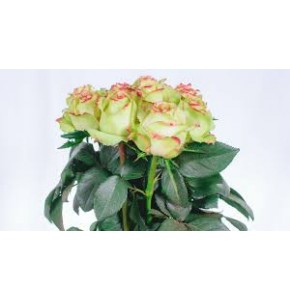 ΤΡΙΑΝΤΑΦΥΛΛΑ ΔΙΧΡΩΜΑ ROSEN  HYPNOSE 60cm 